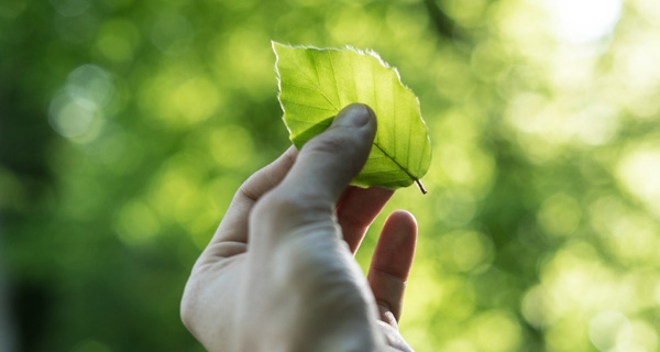 Symbolbild Umwelt und Energie. Foto: Tobias Weinhold on Unsplash.