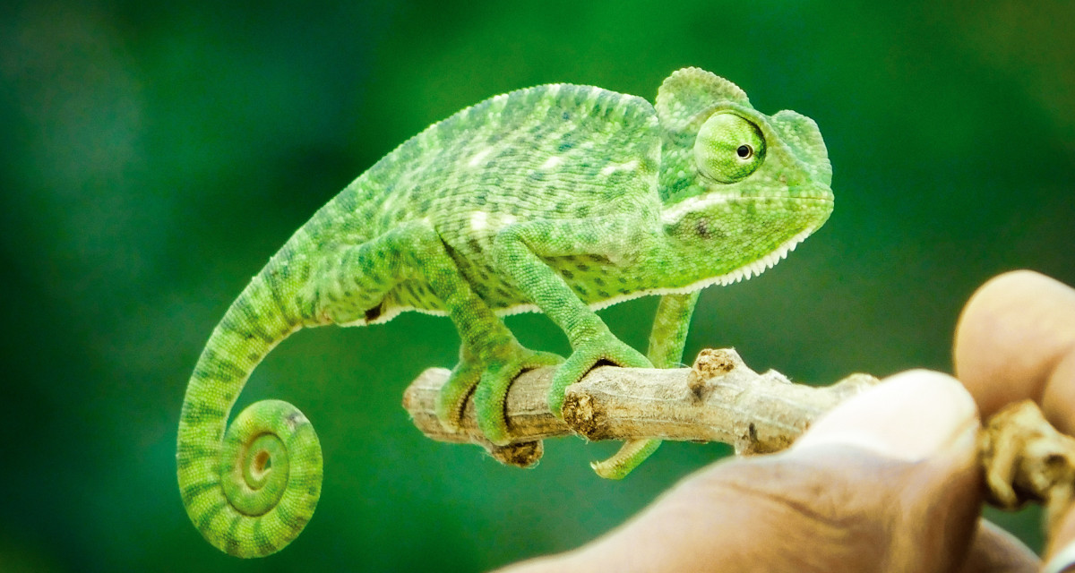 Symbolfoto „grünes Chamäleon“. Foto: pexels.com | Yuvi's Picworld