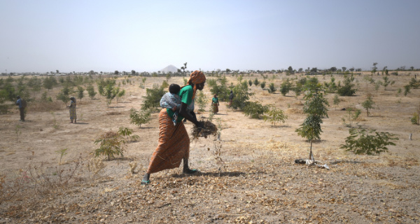 Gemeinsam mit Partnern führt die UNHCR ein Wiederaufforstungsprojekt mit nigerianischen Flüchtlingen in Kamerun durch. Foto: © UNHCR/Xavier Bourgois