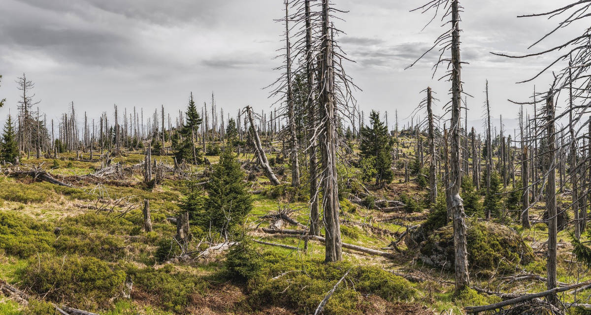 Waldsterben. Foto: pixabay | Felix Mittermeier